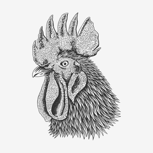 chicken's potrait illustration