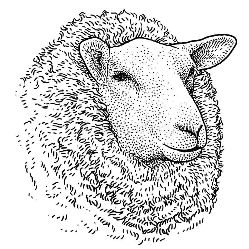 American Lamb's potrait illustration