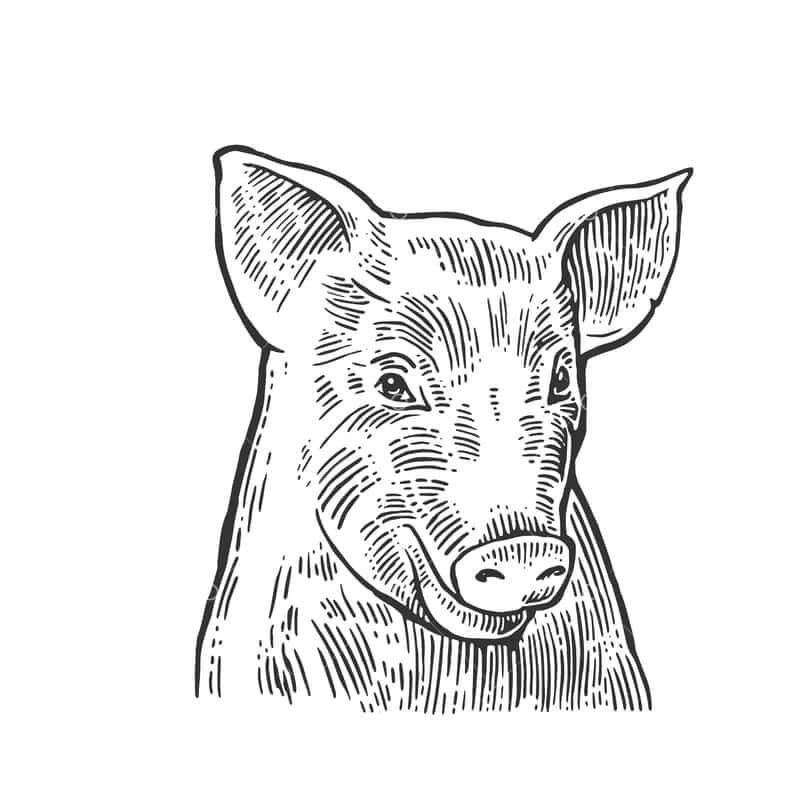 pig's potrait illustration